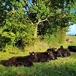 Alloggio per agriturismo Nordstern Steinberg (Schleswig-Holstein)